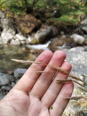 Bromus pumpellianus arcticus