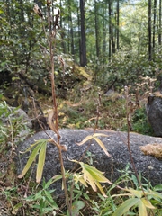 Delphinium cheilanthum