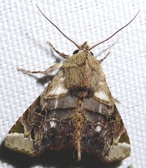 Atacira barlowi
