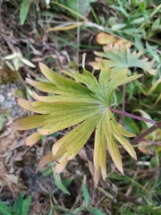 Delphinium cheilanthum