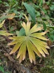 Delphinium cheilanthum