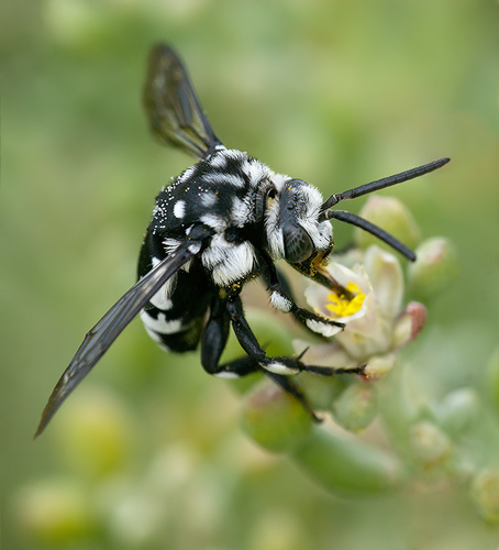 Histrionic Cloak-and-dagger Bee