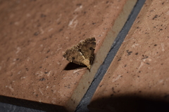 Micreremites pyraloides