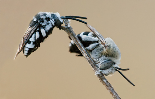 Histrionic Cloak-and-dagger Bee
