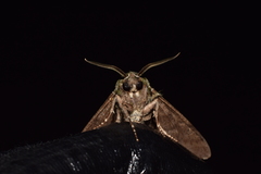 Dolbina tancrei