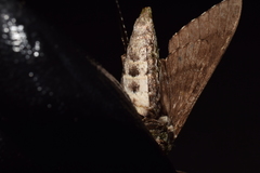Dolbina tancrei