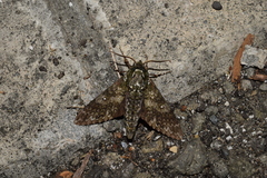 Dolbina tancrei
