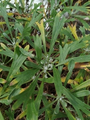 Artemisia lagocephala