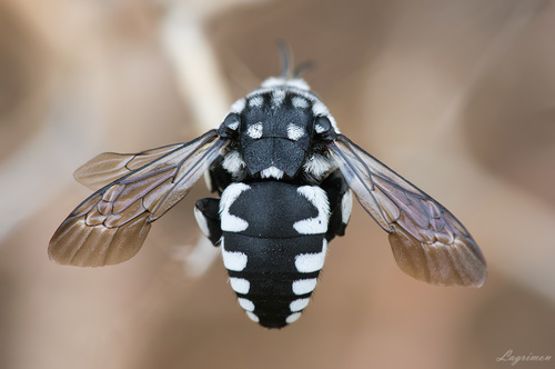 Histrionic Cloak-and-dagger Bee