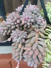 Pachyphytum