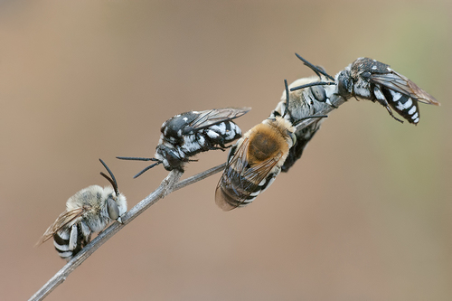 Histrionic Cloak-and-dagger Bee