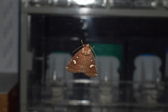 Acosmetia biguttula