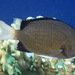 Yellow-edge Chromis - Photo (c) zsispeo, some rights reserved (CC BY-SA)
