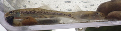 Shoal Chub photo 3