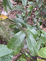 Artabotrys hexapetalus