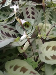 Maranta