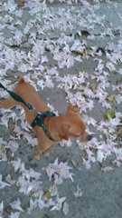 Canis familiaris
