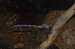 Leptogomphus lansbergei