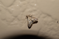 Diplopseustis perieresalis