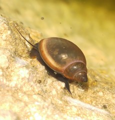 Physa gyrina