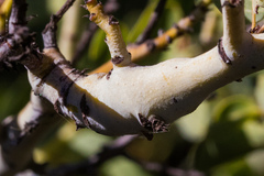 Periploca ceanothiella