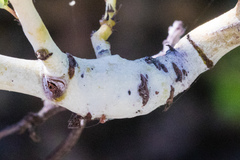 Periploca ceanothiella