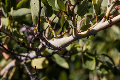 Periploca ceanothiella