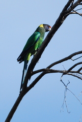Barnardius zonarius semitorquatus