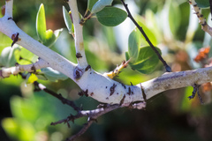 Periploca ceanothiella