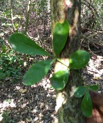 Trichilia havanensis