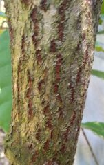 Trichilia havanensis