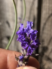 Lavandula pinnata