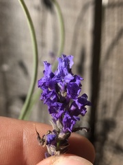 Lavandula pinnata