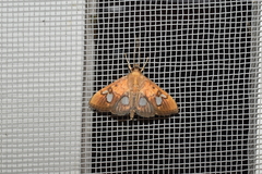 Nosophora semitritalis