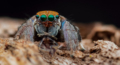 Maratus ottoi