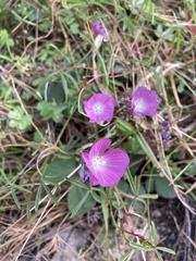 Sidalcea calycosa