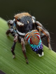 Maratus ottoi