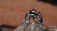 Maratus ottoi
