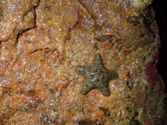 Asterina