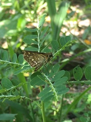 Taractrocera ardonia lamia