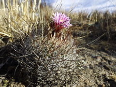 Echinofossulocactus ochoterenaus