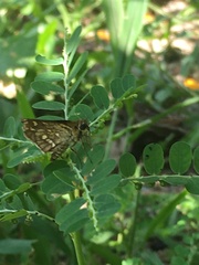 Taractrocera ardonia lamia