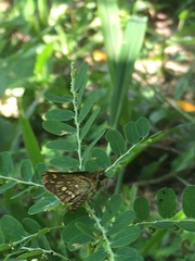 Taractrocera ardonia lamia