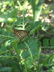 Taractrocera ardonia lamia