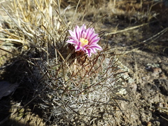 Echinofossulocactus ochoterenaus
