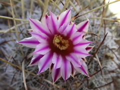 Echinofossulocactus ochoterenaus