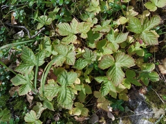 Rubus humulifolius