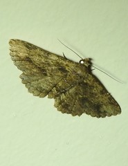 Artigisa impropria