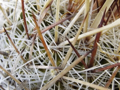 Echinofossulocactus ochoterenaus