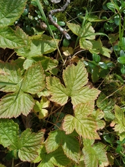 Rubus humulifolius